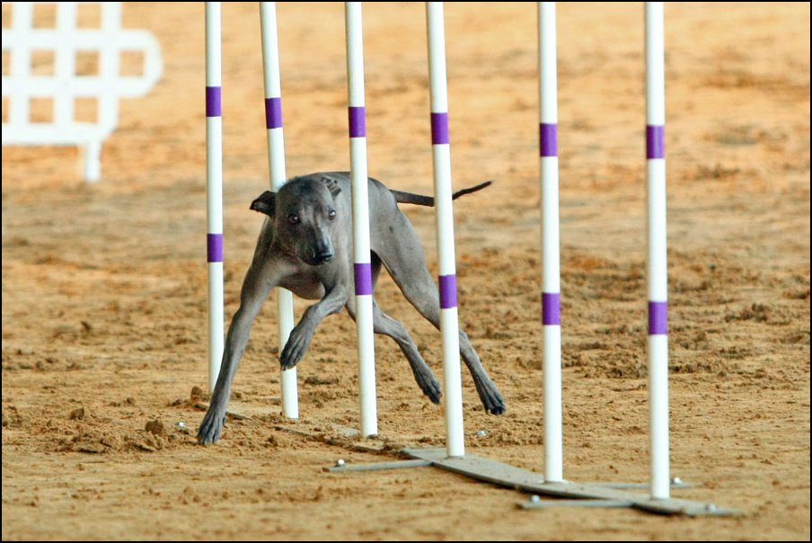 019 Feli AKC Daytona (1-2012) NJ_0956.jpg