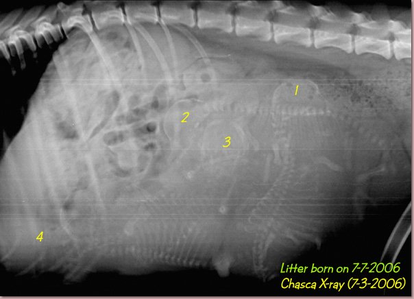 0003 Chasca X-ray.jpg